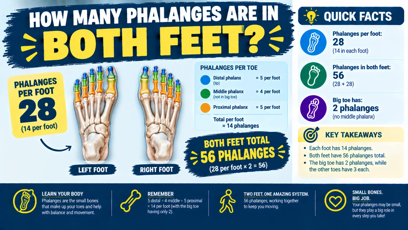 How Many Phalanges Are in Both Feet